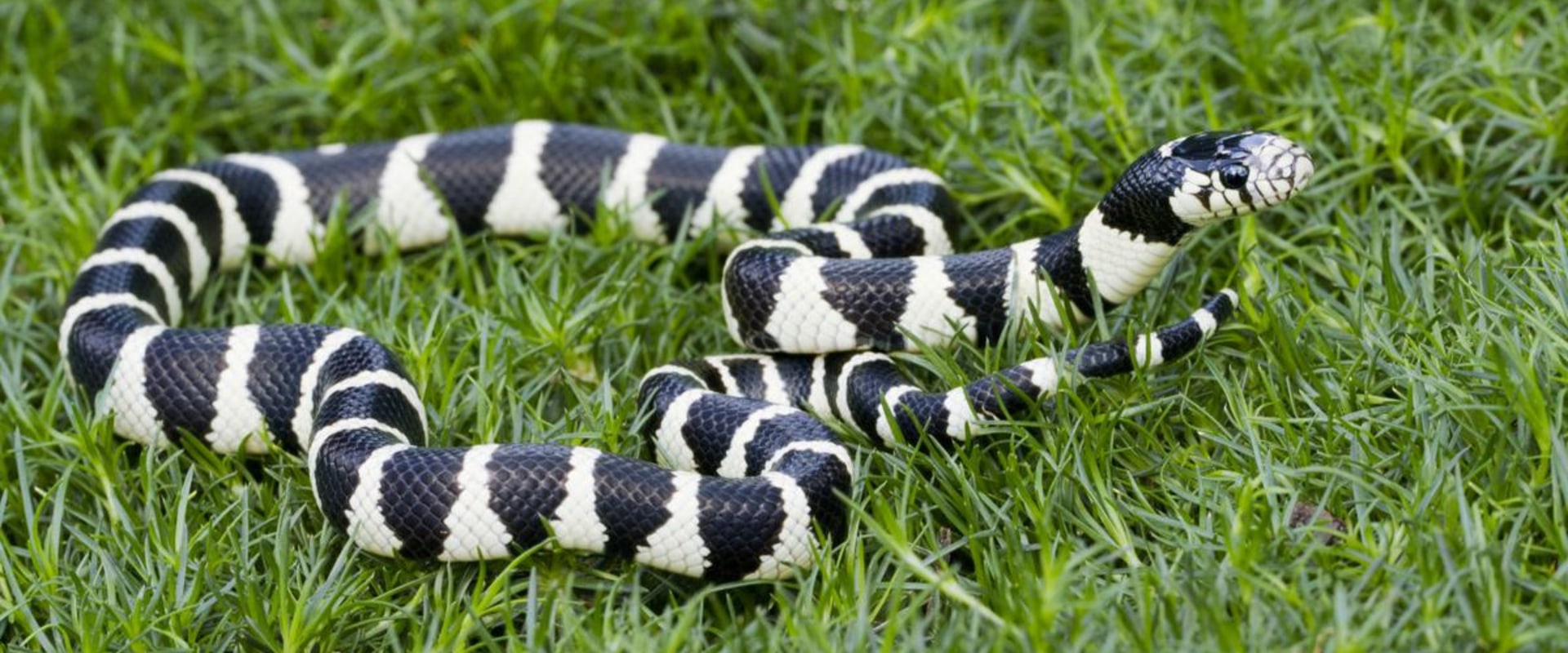 are-california-king-snakes-venomous