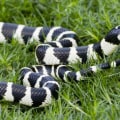 Are california king snakes venomous?